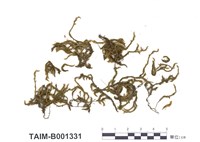 藏品(黃砂苔)的圖片